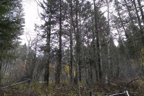 Unabomber Trees