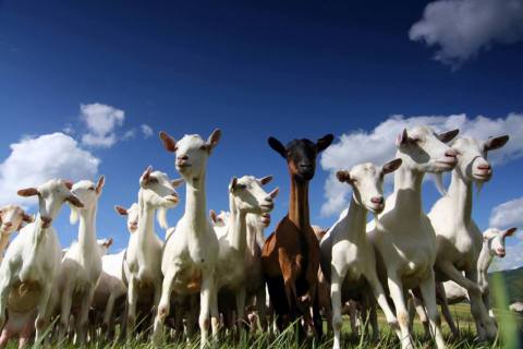 goats_herd