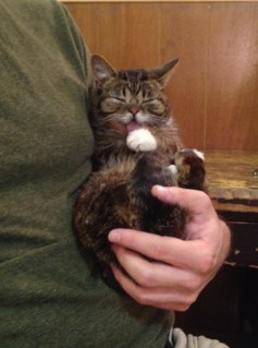 lilbub